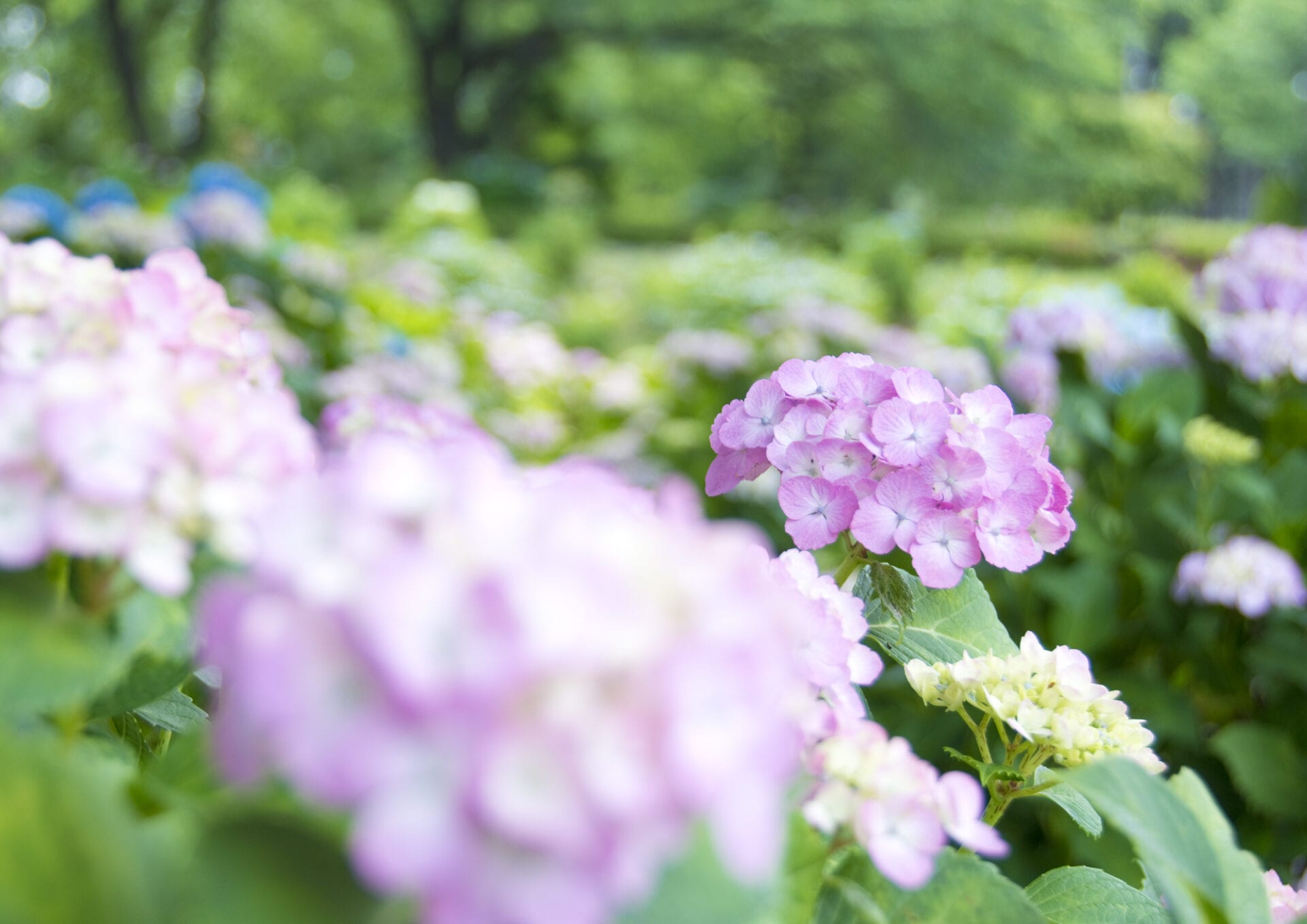 Inabeな人々 万葉の里公園 葛山博次さん 万葉集 グリーンクリエイティブいなべ